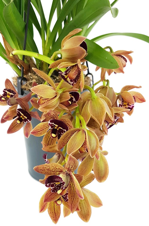 Cymbidium Cascade "Indian Summer" - Orchidee