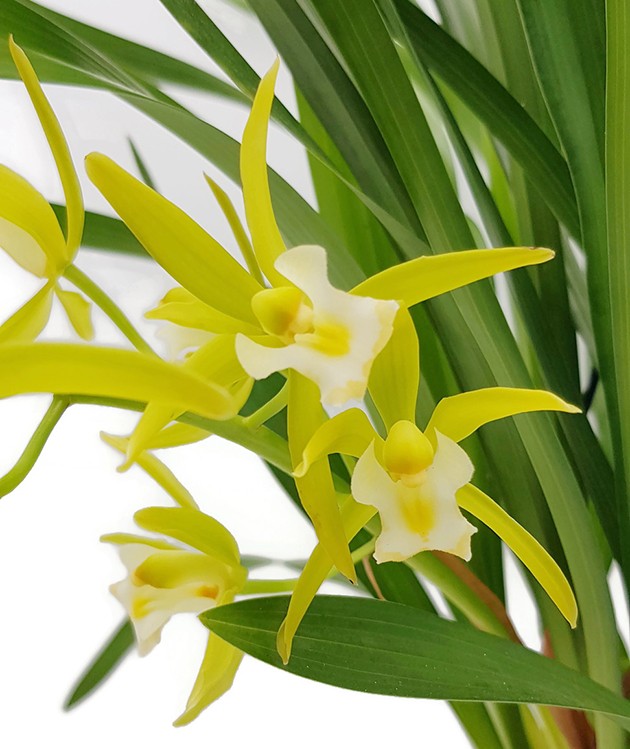 Cymbidium Cascade &quot;Pumilow&quot; - Kahnorchidee