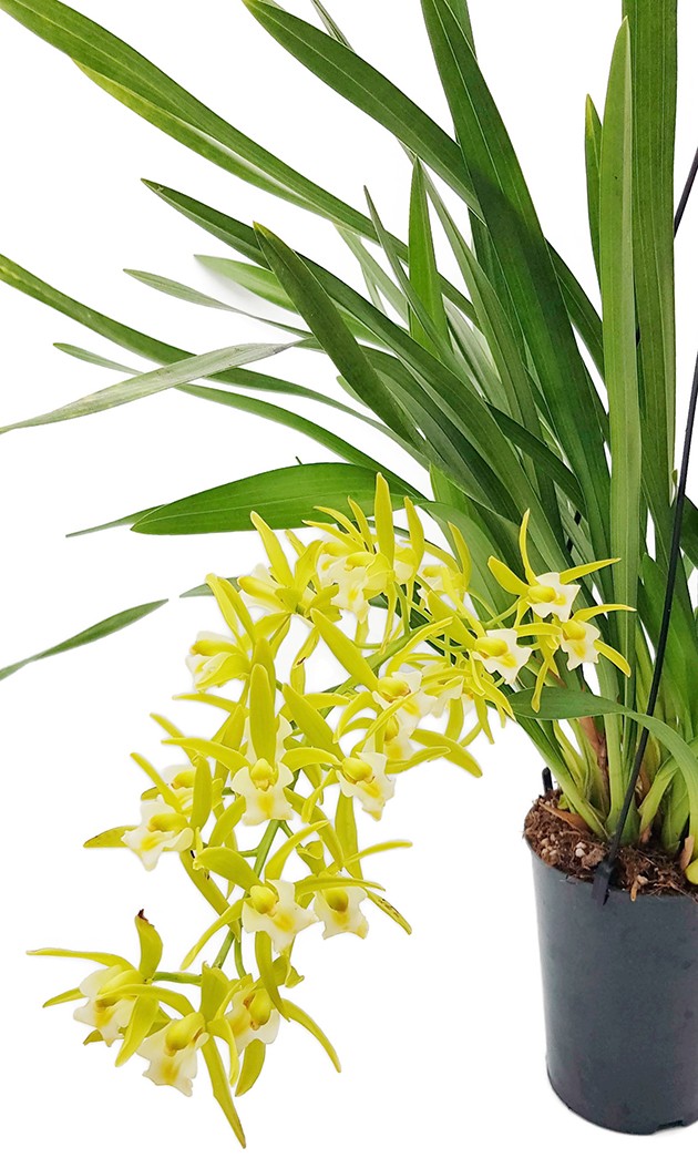 Cymbidium Cascade "Pumilow" - Kahnorchidee