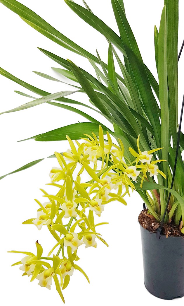 Cymbidium Cascade &quot;Pumilow&quot; - Kahnorchidee