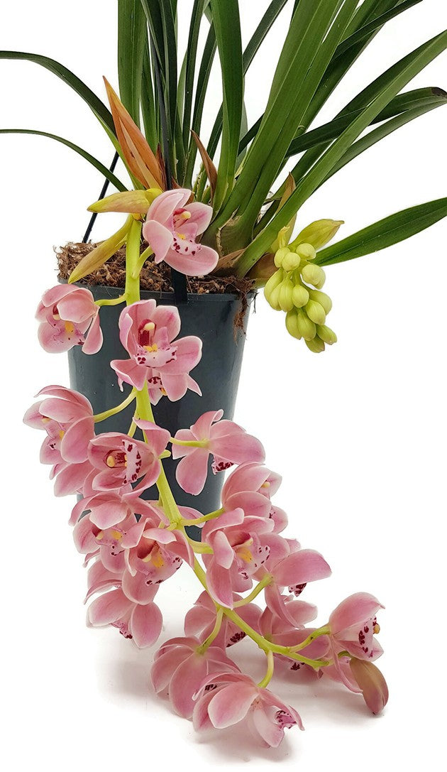 Cymbidium Cascade &quot;Sakura&quot; - Kahnorchidee