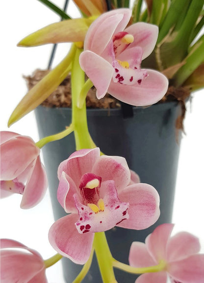 Cymbidium Cascade &quot;Sakura&quot; - Kahnorchidee