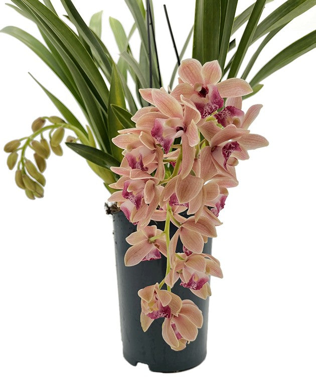 Cymbidium Cascade &quot;Springwind&quot; - Orchidee