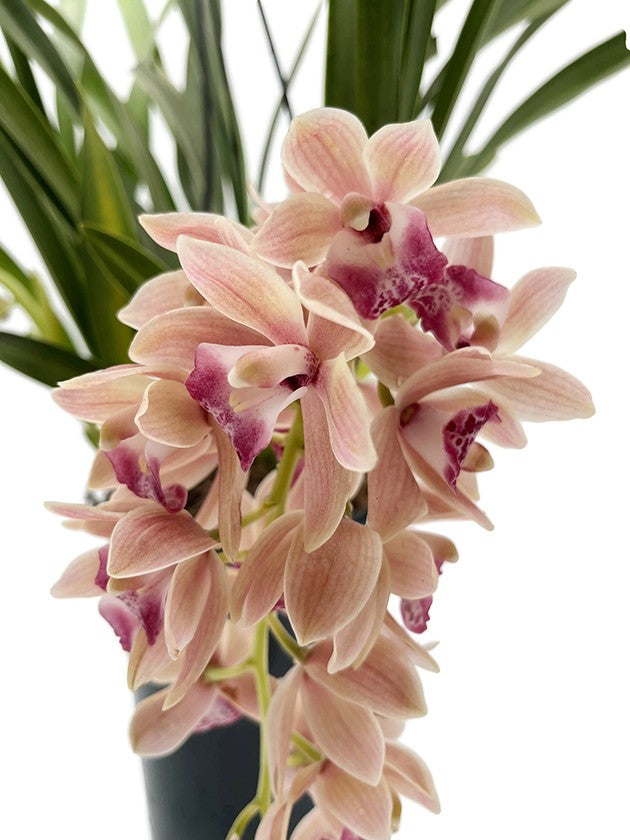 Cymbidium Cascade &quot;Springwind&quot; - Orchidee