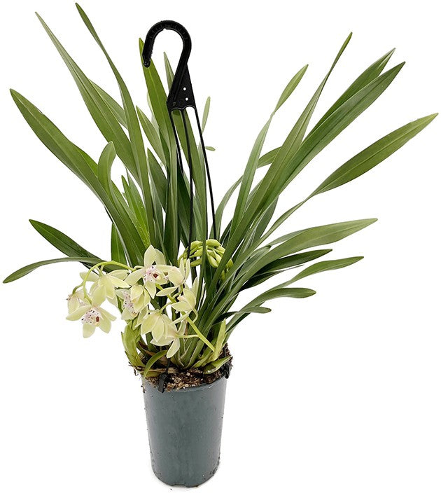 Cymbidium Cascade "Usko" - Orchidee