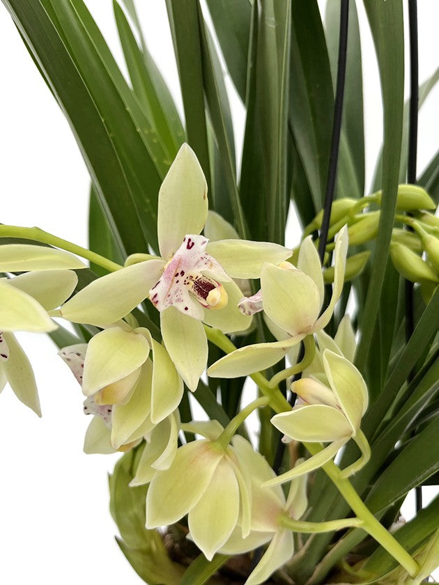 Cymbidium Cascade "Usko" - Orchidee