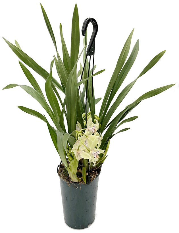 Cymbidium Cascade &quot;Usko&quot; - Orchidee