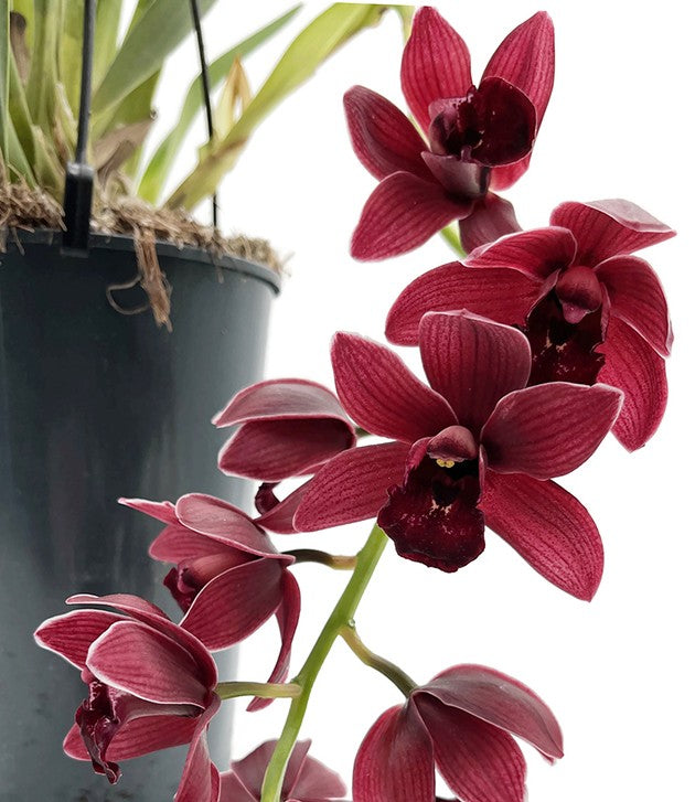 Cymbidium &quot;Cali Night&quot; - Orchidee