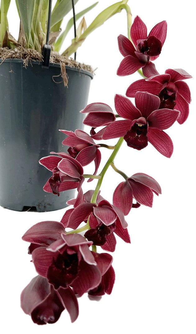 Cymbidium "Cali Night" - Orchidee