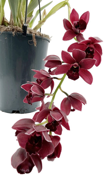 Cymbidium &quot;Cali Night&quot; - Orchidee