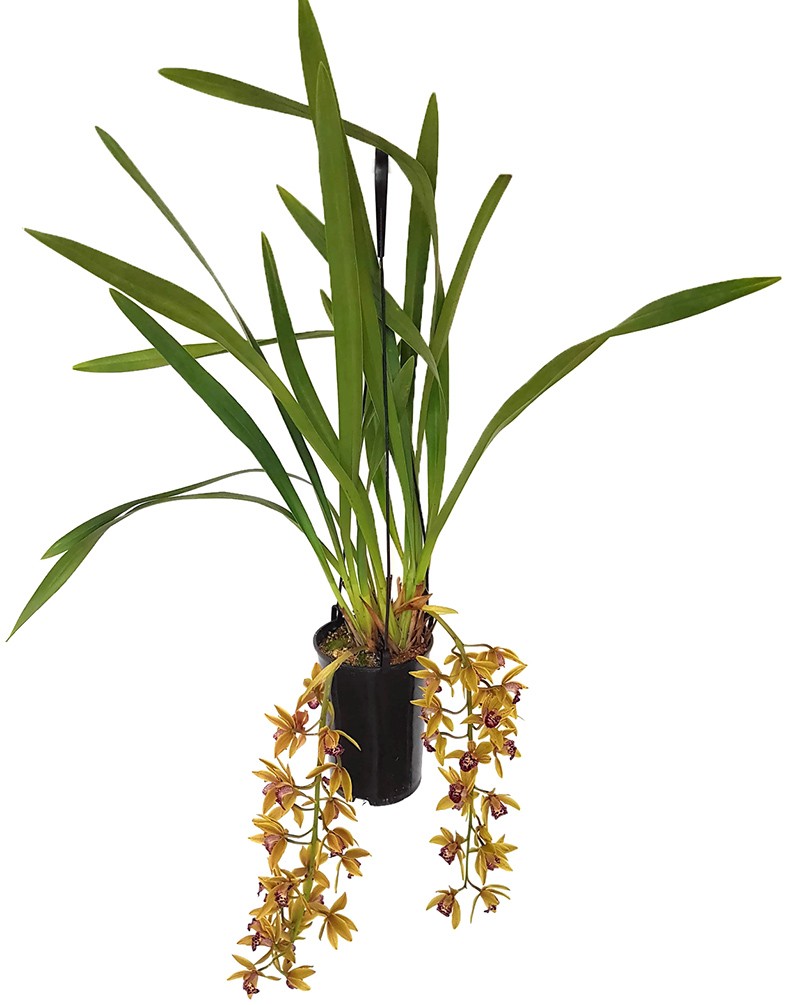 Cymbidium Cascade &quot;Auburn&quot; - Orchidee - SALE ohne Blüte