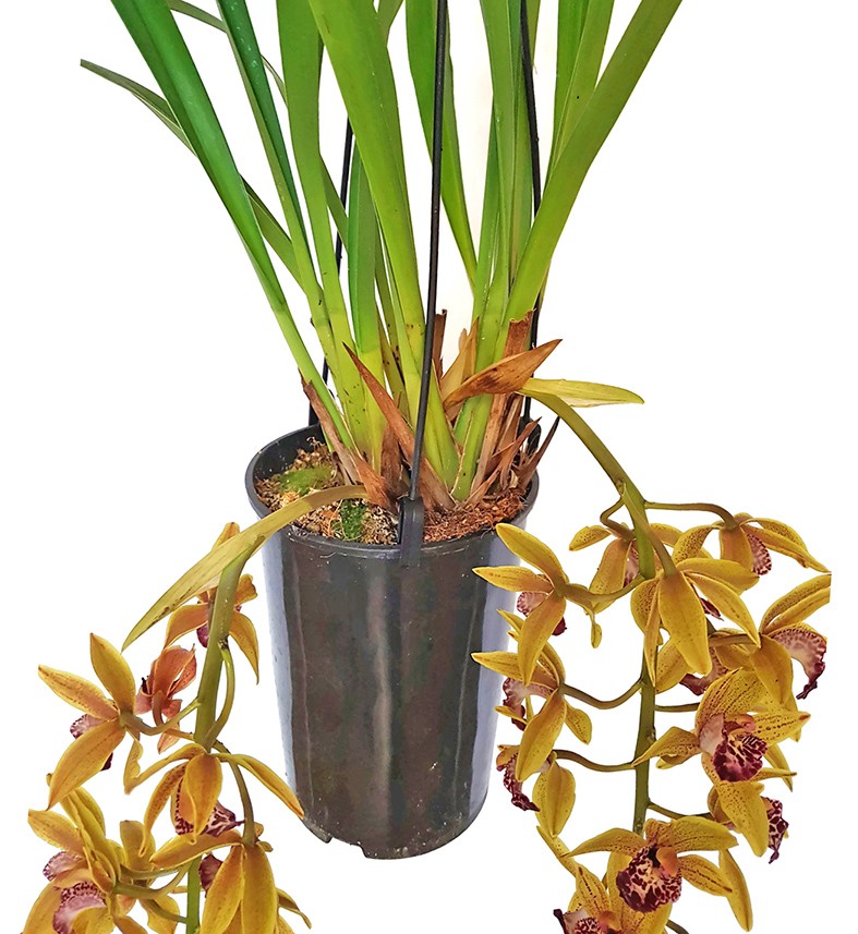 Cymbidium Cascade &quot;Auburn&quot; - Orchidee - SALE ohne Blüte