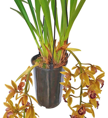 Cymbidium Cascade &quot;Auburn&quot; - Orchidee