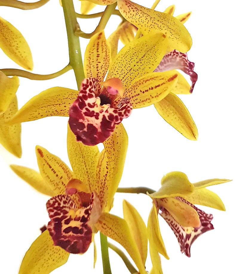 Cymbidium Cascade &quot;Auburn&quot; - Orchidee