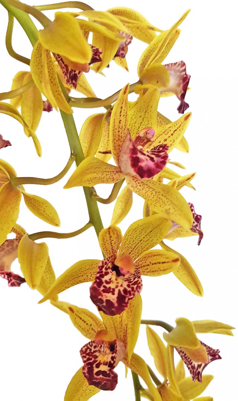 Cymbidium Cascade &quot;Auburn&quot; - Orchidee - SALE ohne Blüte