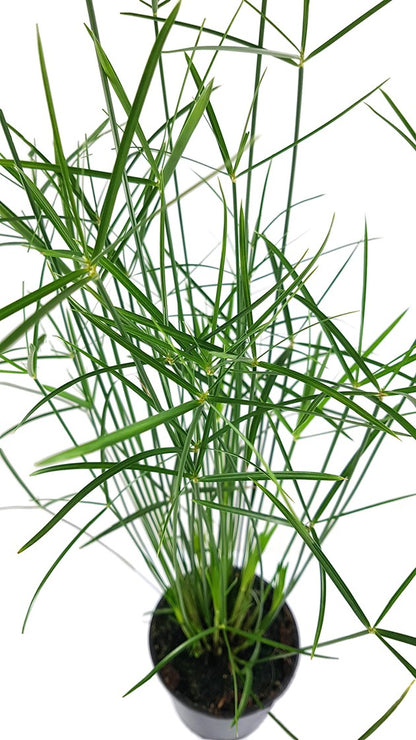 Cyperus &quot;Jela&quot; - graziles Zyperngras