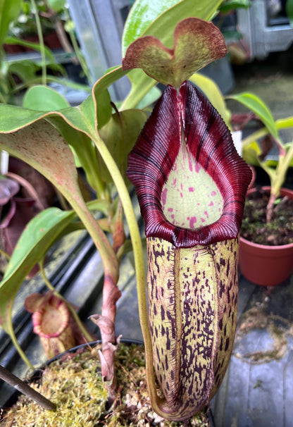 Nepenthes robcantleyi x spectabilis BE-3754 - XL Showpiece