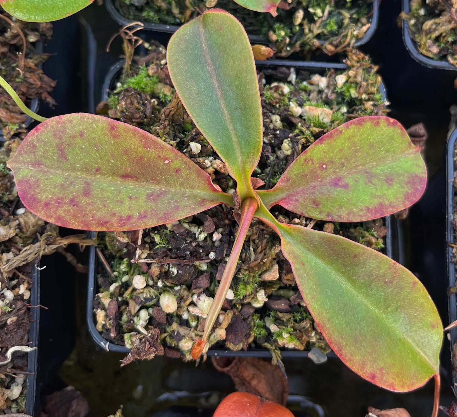 Nepenthes robcantleyi x merrilliana BE-4628