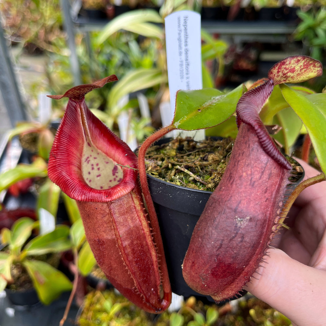 Nepenthes densiflora x veitchii BE-4037