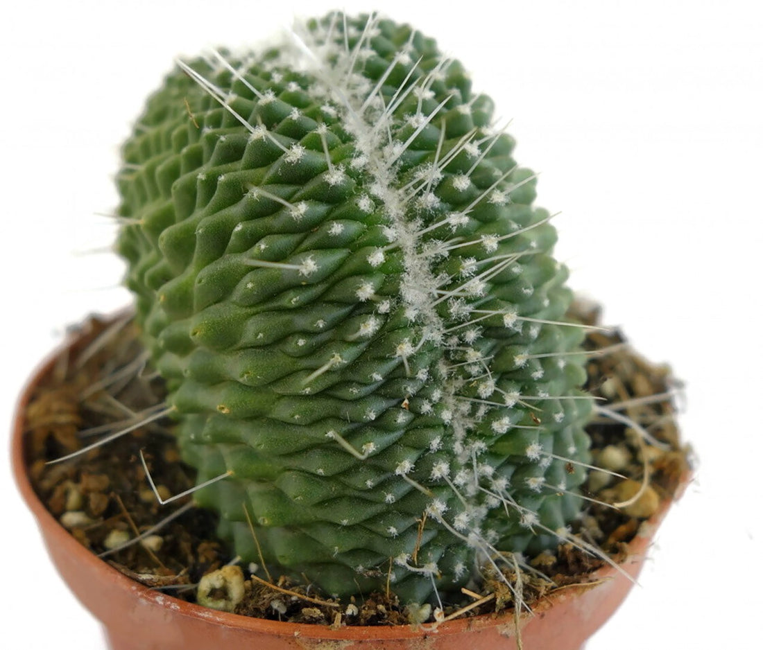 Mammillaria spinosissima "UN Pico" cristata - Sukkulente
