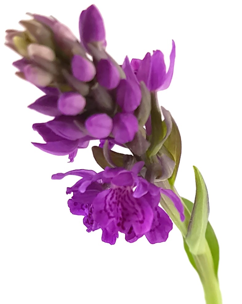 Dactylorhiza purpurella - Purpurblütiges Knabenkraut