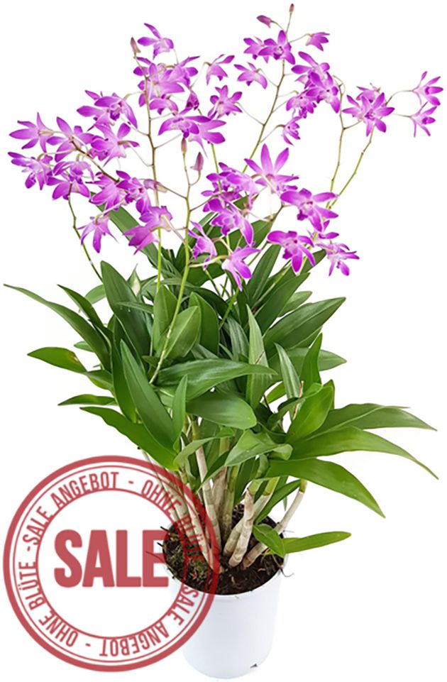 Dendrobium kingianum &quot;Berry Oda&quot; - Orchidee SALE ohne Blüten