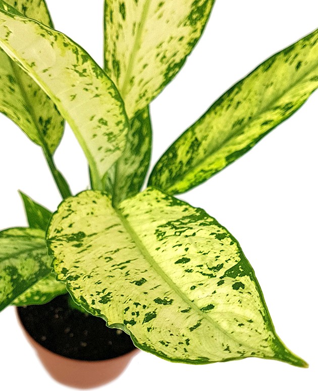 Dieffenbachia "Vesuvius" - Blattschmuckpflanze