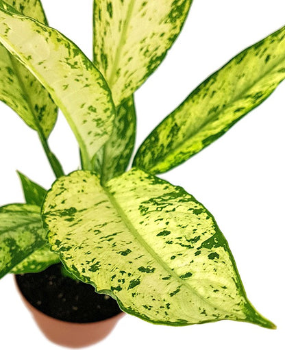 Dieffenbachia &quot;Vesuvius&quot; - Blattschmuckpflanze