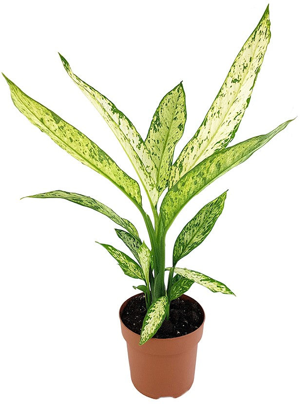 Dieffenbachia "Vesuvius" - Blattschmuckpflanze