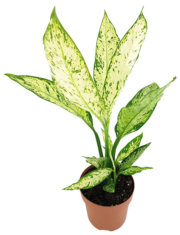 Dieffenbachia &quot;Vesuvius&quot; - Blattschmuckpflanze