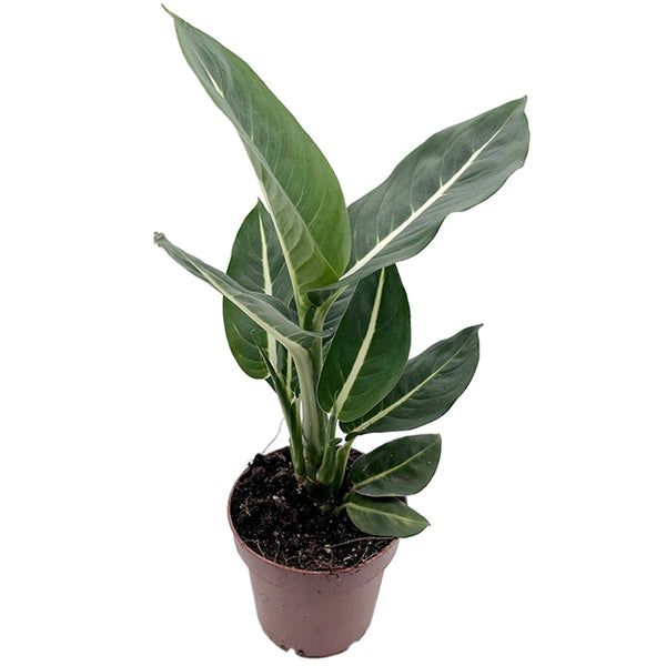 Dieffenbachia 