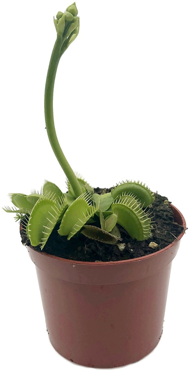 Dionaea muscipula "Hulk" - gigantische Venusfliegenfalle
