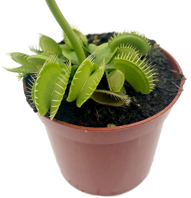 Dionaea muscipula "Hulk" - gigantische Venusfliegenfalle