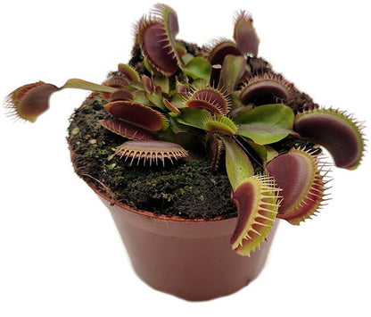 Dionaea muscipula &quot;FTS Maroon Monster&quot; - Venusfliegenfalle