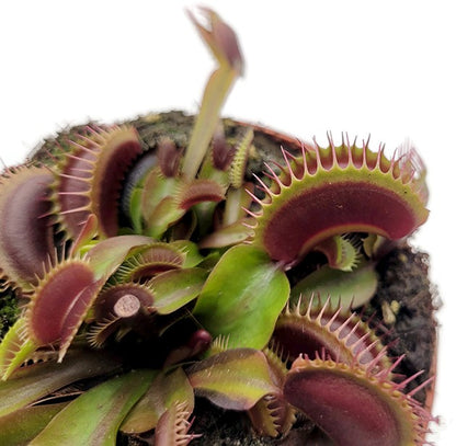 Dionaea muscipula &quot;FTS Maroon Monster&quot; - Venusfliegenfalle