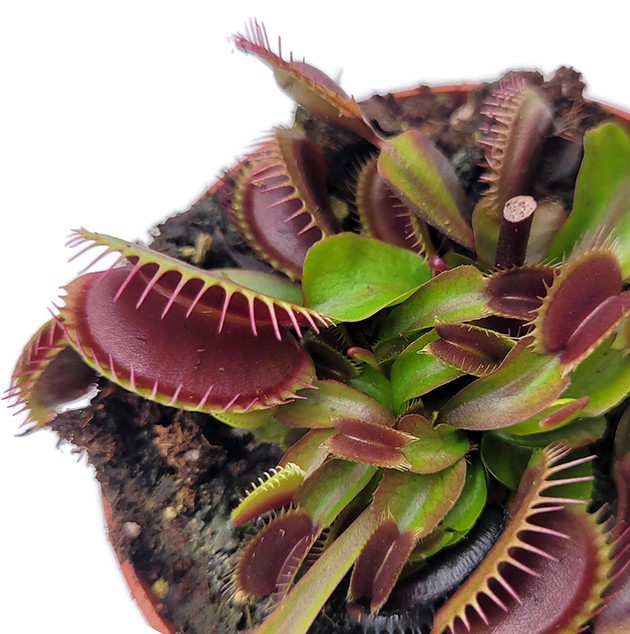 Dionaea muscipula &quot;FTS Maroon Monster&quot; - Venusfliegenfalle