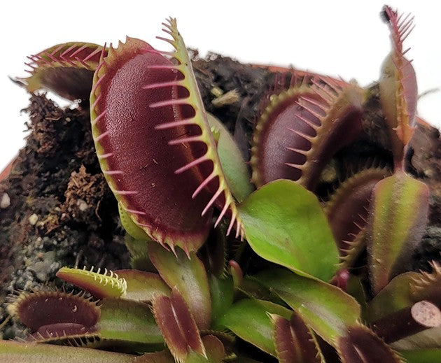 Dionaea muscipula &quot;FTS Maroon Monster&quot; - Venusfliegenfalle