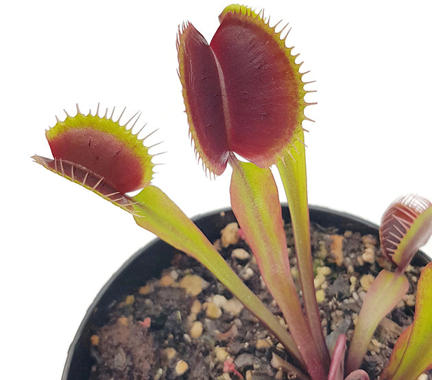 Dionaea muscipula &quot;FTS Maroon Monster&quot; - Venusfliegenfalle