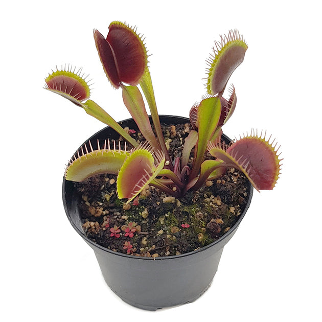 Dionaea muscipula &quot;FTS Maroon Monster&quot; - Venusfliegenfalle