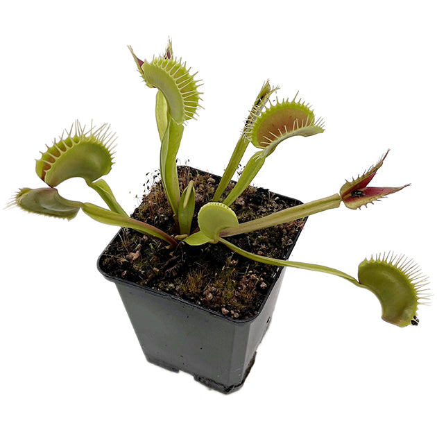 Dionaea muscipula "GJ Giant Form" - riesige Venusfliegenfalle