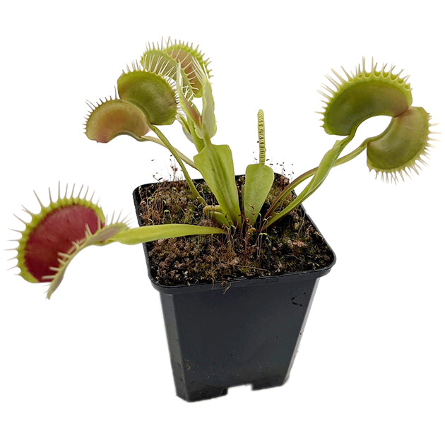 Dionaea muscipula "GJ Giant Form" - riesige Venusfliegenfalle