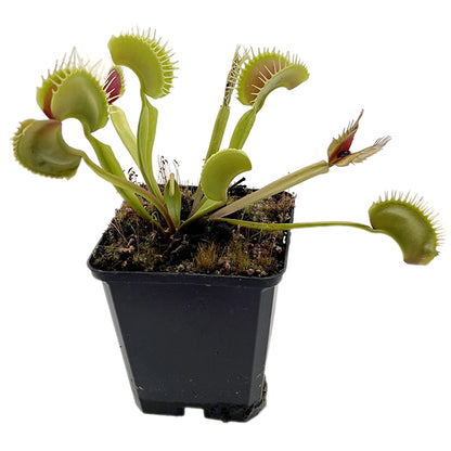 Dionaea muscipula "GJ Giant Form" - riesige Venusfliegenfalle