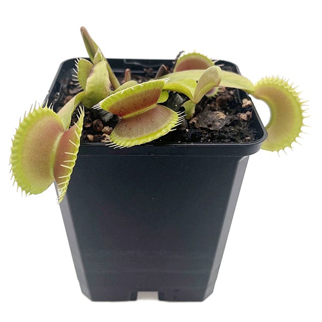 Dionaea muscipula FB "Megalodon"