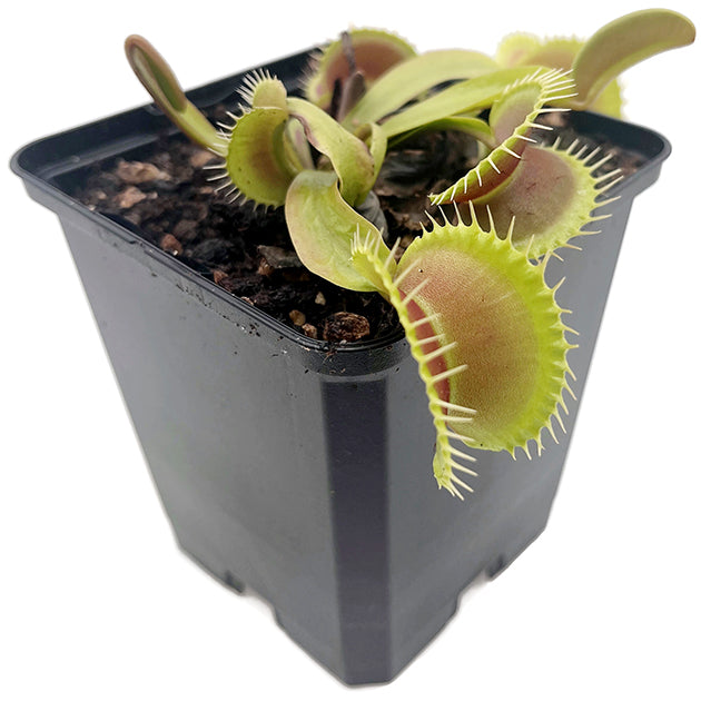 Dionaea muscipula FB "Megalodon"