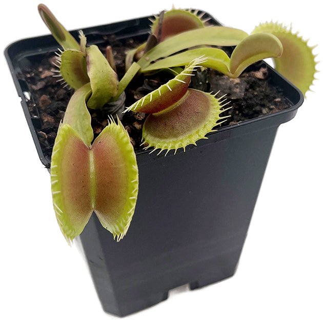 Dionaea muscipula FB "Megalodon"