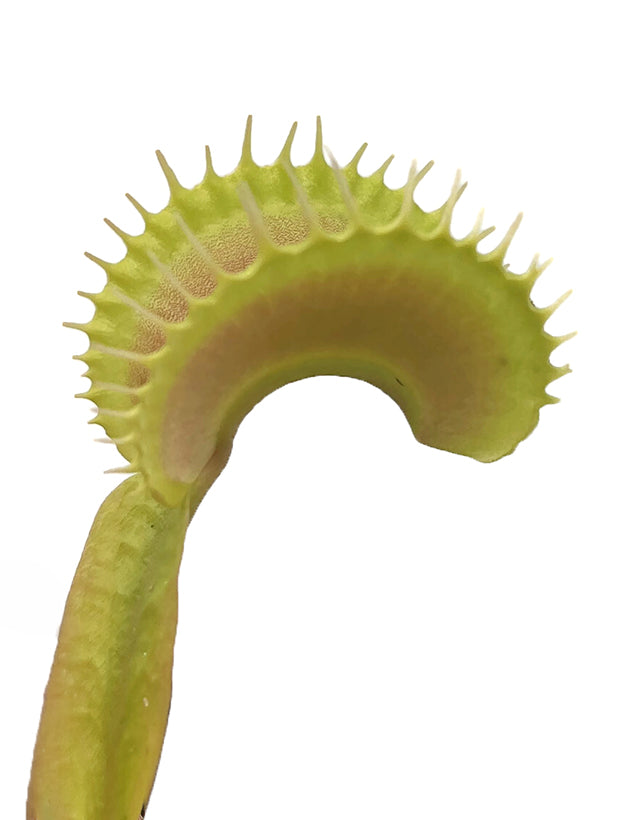 Dionaea muscipula FB "Megalodon"