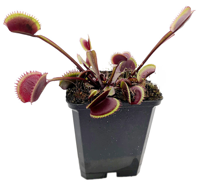 Dionaea muscipula "FB Red Shark Teeth" - rote Venusfliegenfalle