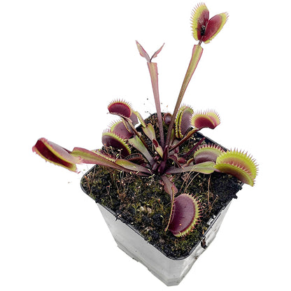 Dionaea muscipula "FB Red Shark Teeth" - rote Venusfliegenfalle