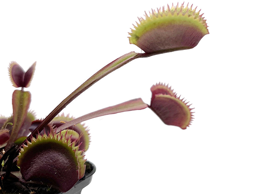 Dionaea muscipula "FB Red Shark Teeth" - rote Venusfliegenfalle
