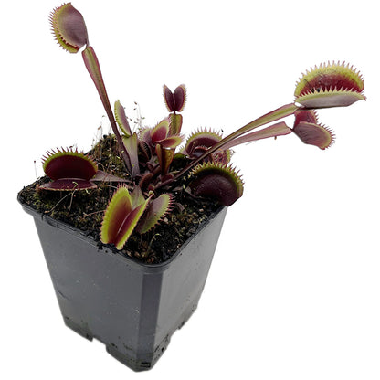 Dionaea muscipula "FB Red Shark Teeth" - rote Venusfliegenfalle